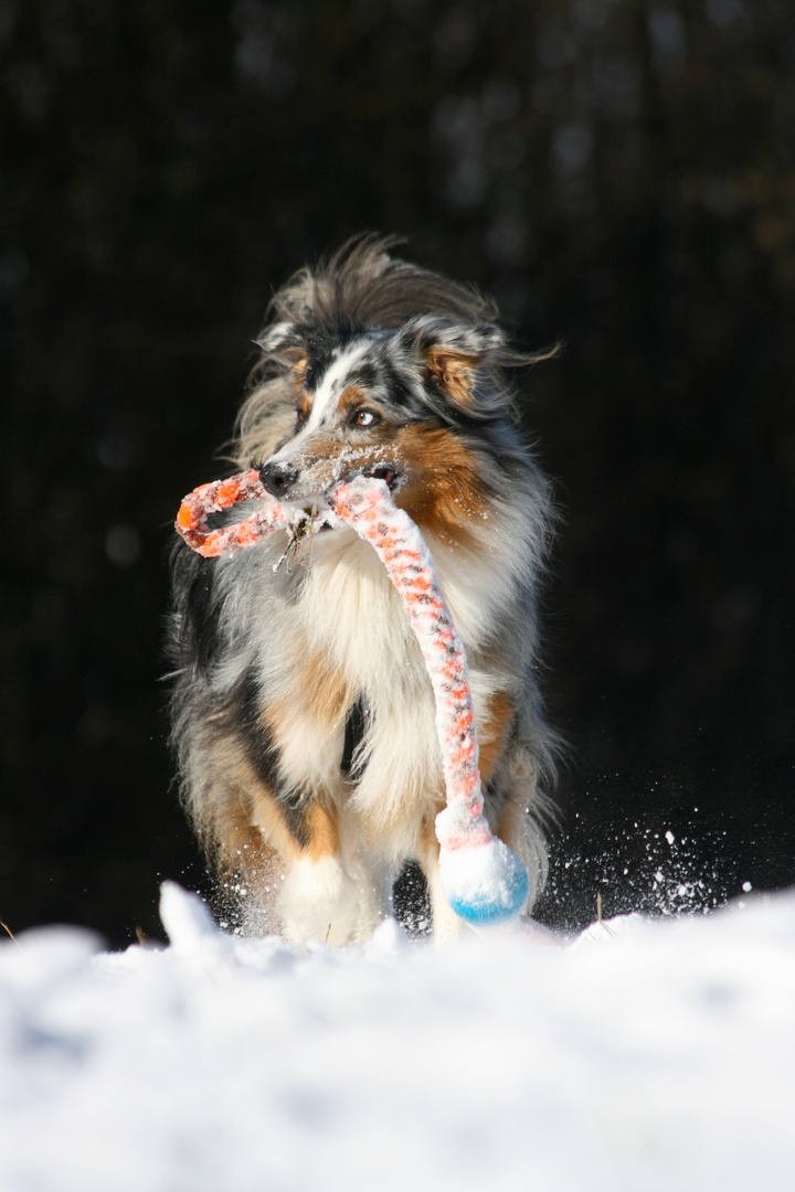 Spielspaß im Schnee