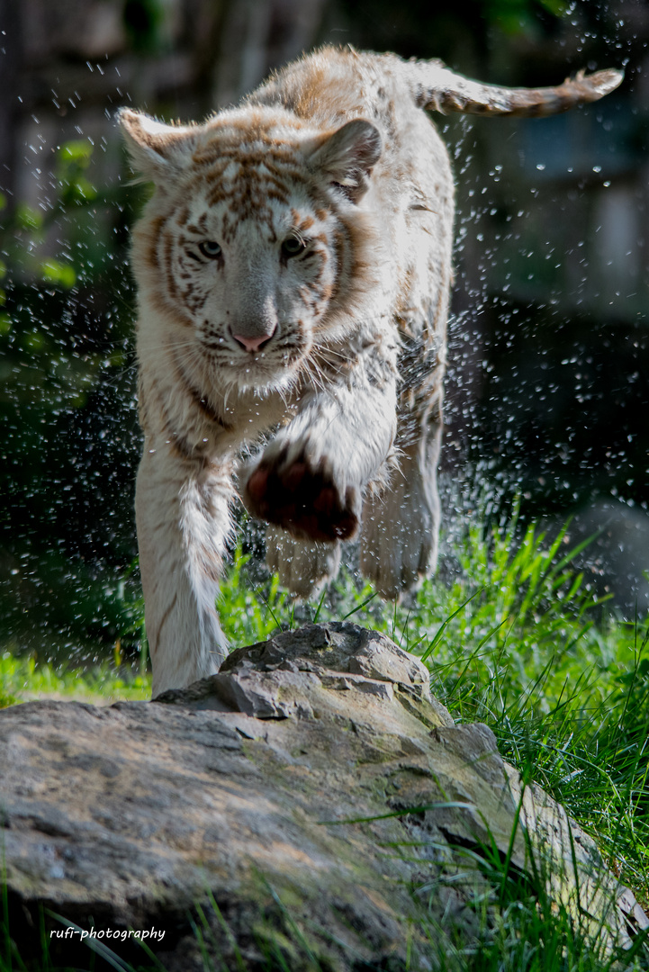 Spielstunde des kleinen Tigers