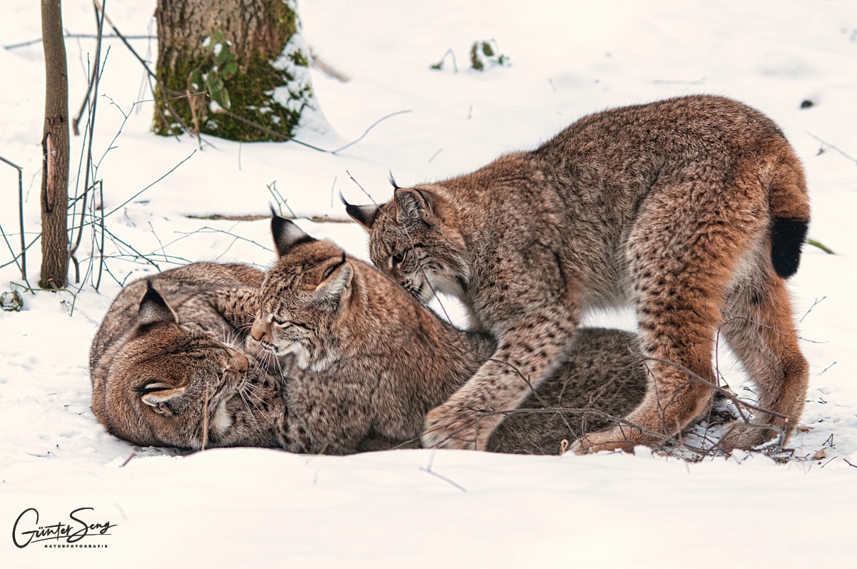 Spielstunde im Schnee