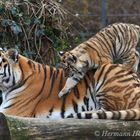 Spielstunde ( sibirische tiger )