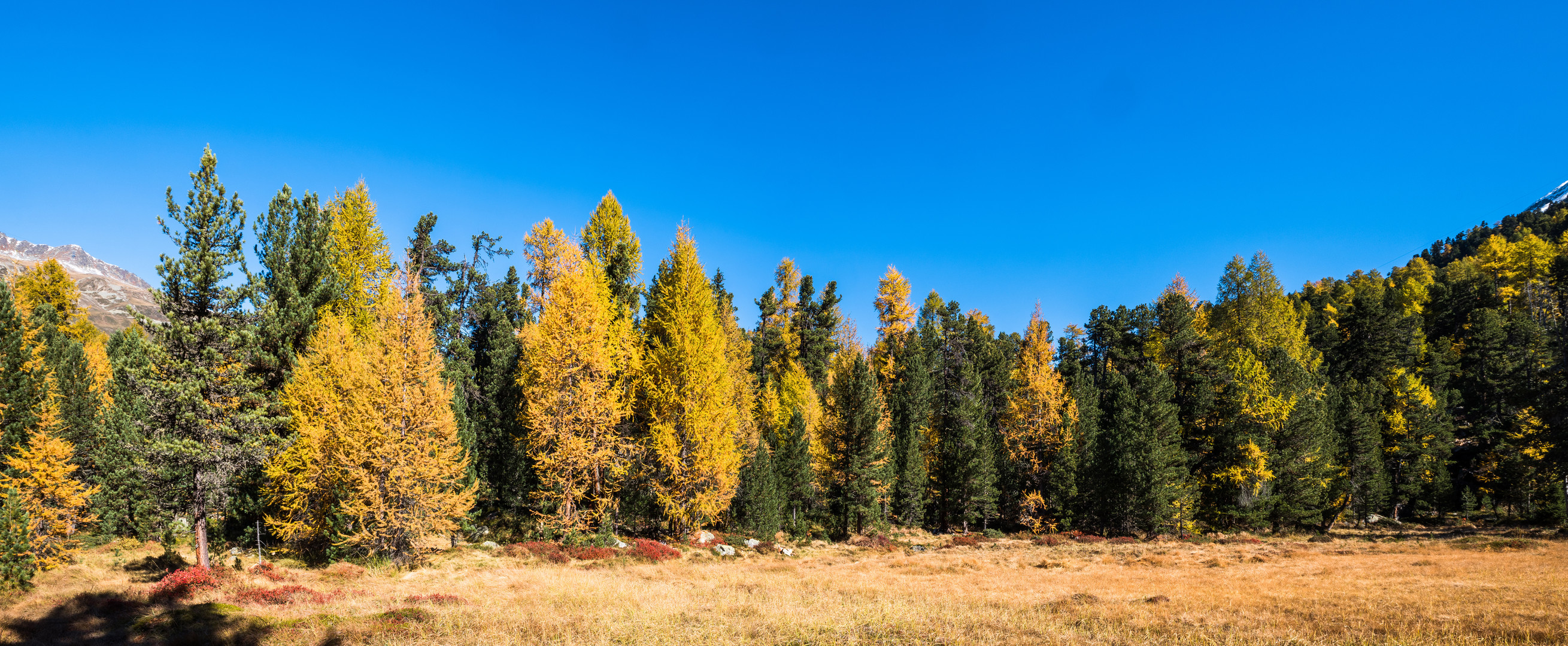 Spielwiese der Herbstfarben