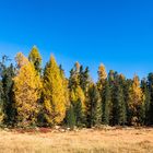 Spielwiese der Herbstfarben