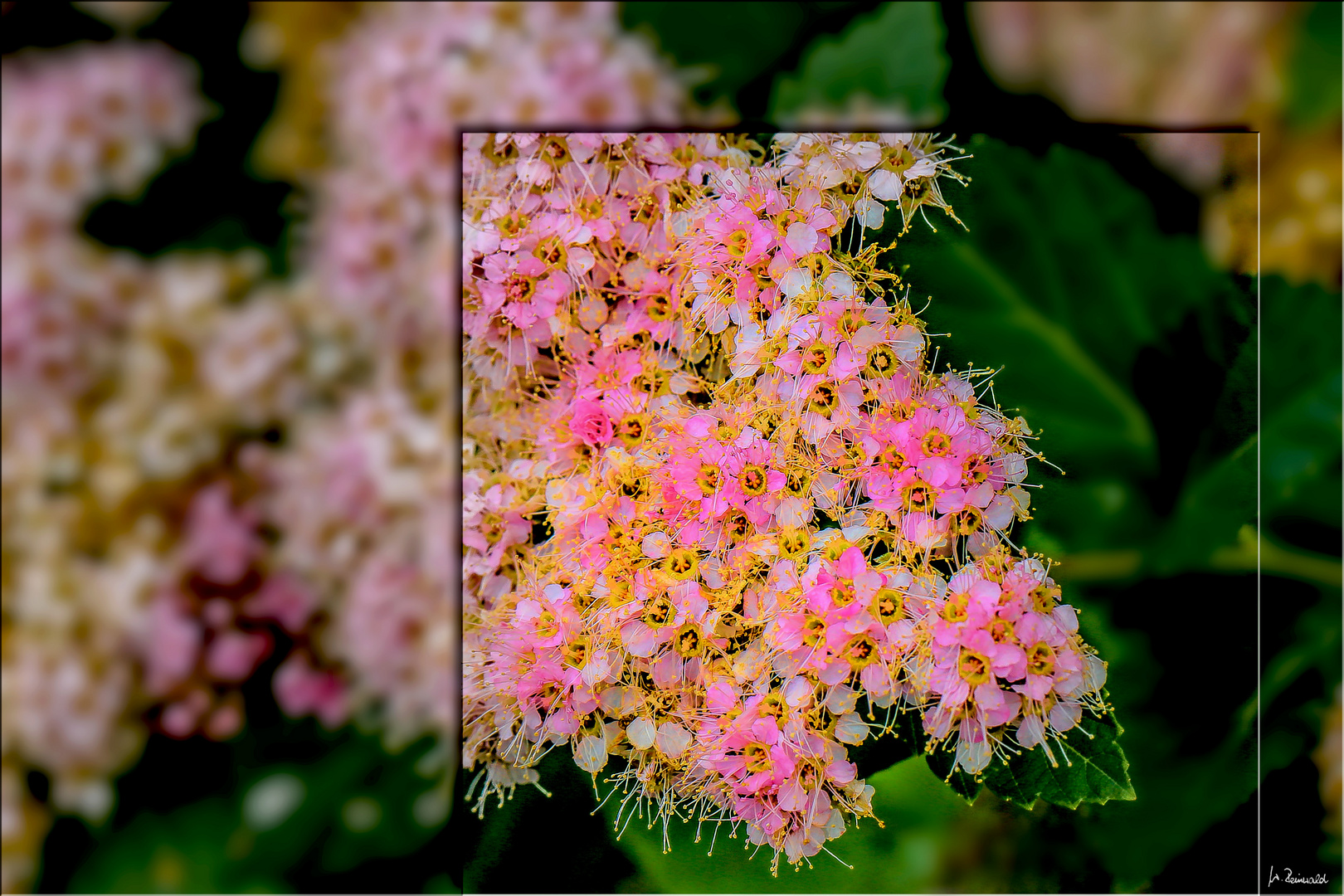 Spiere? Foto & Bild naturkreativ, blumen pflanzen, natur Bilder auf