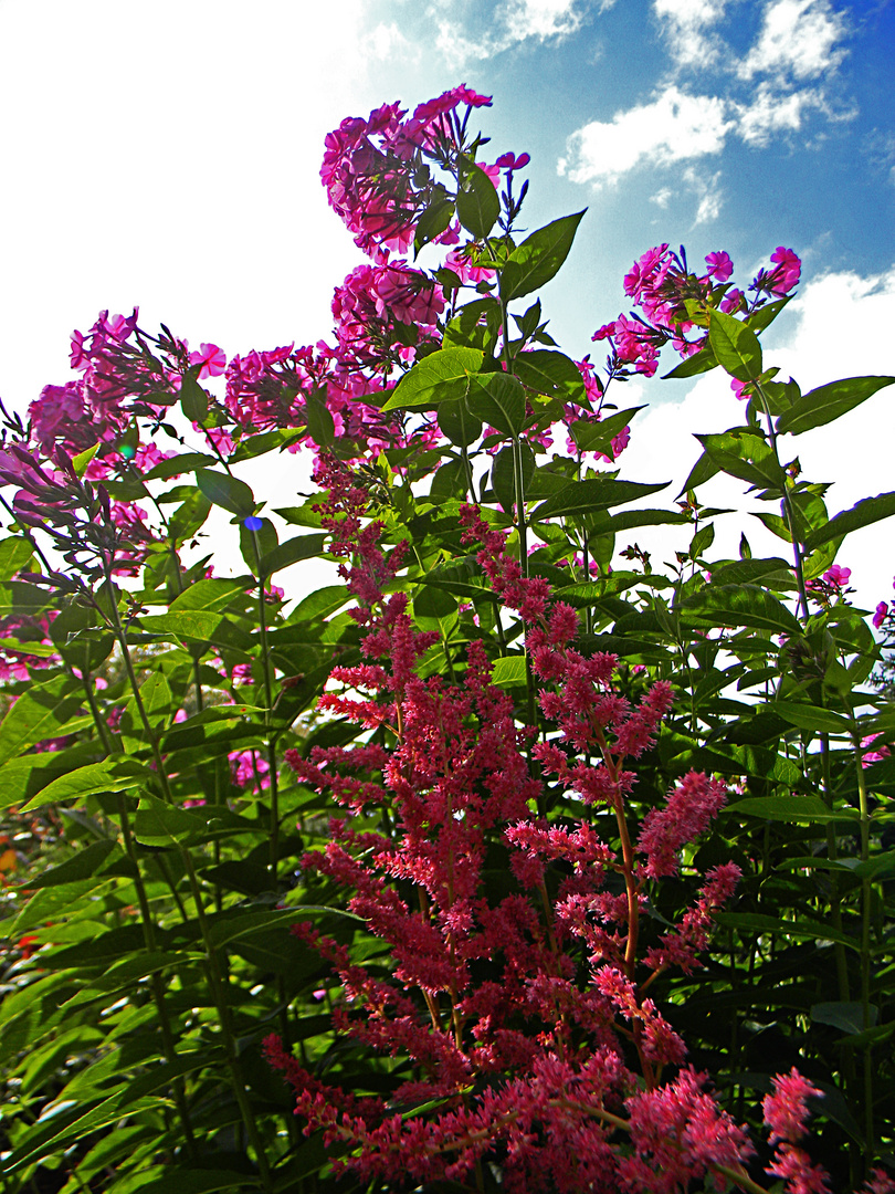 Spiere und Phlox