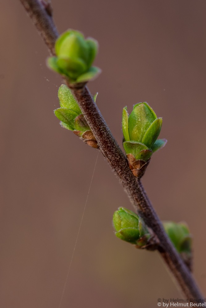 Spierstrauch - es wird Frühling