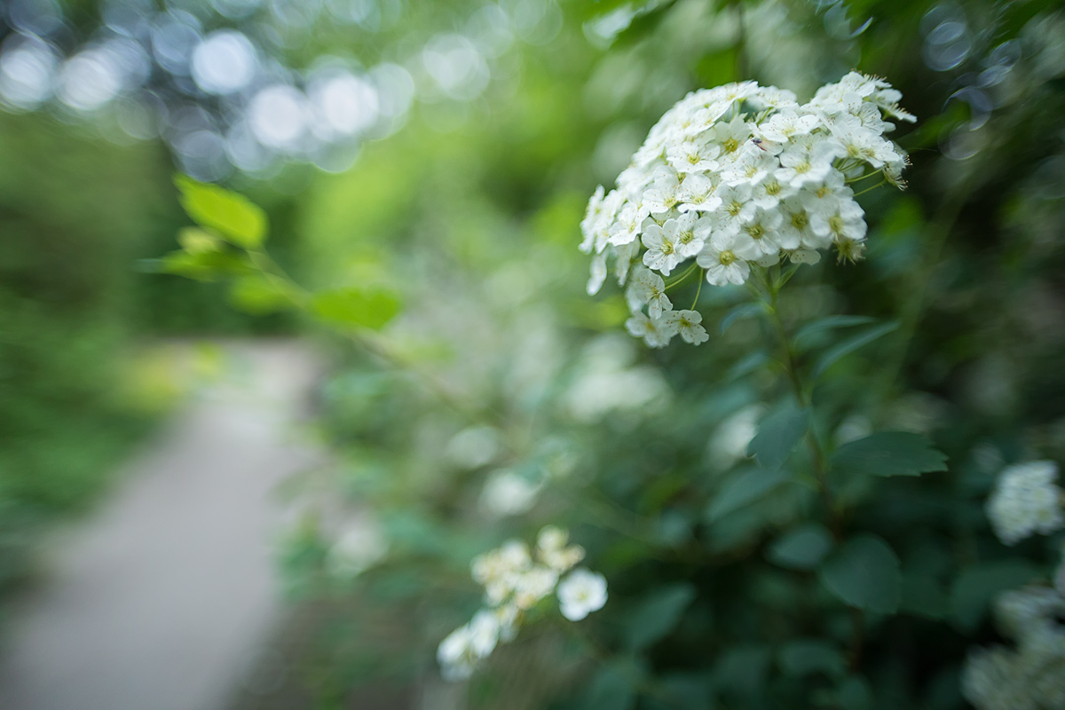 Spierstrauch in Blüte