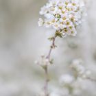 Spierstrauch (Spiraea x vanhouttei)