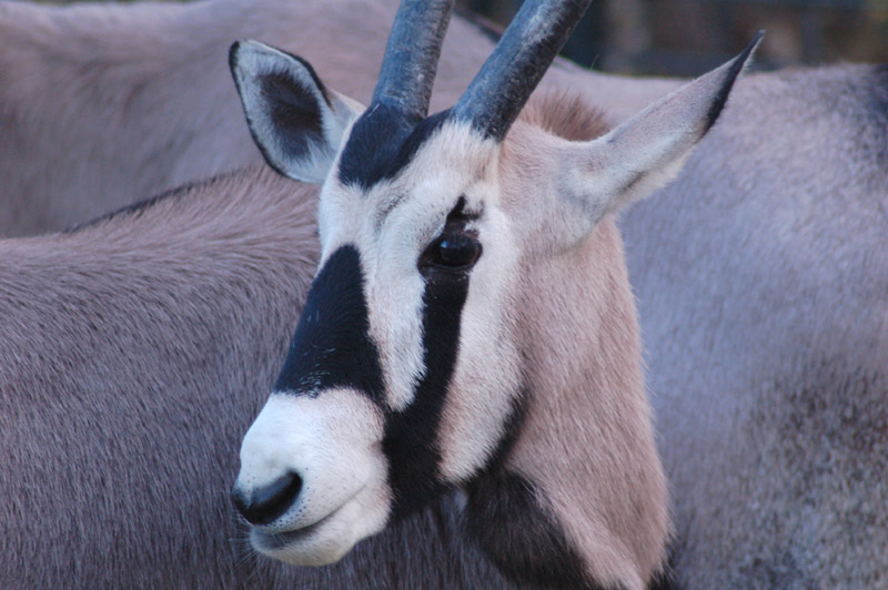 Spießbock