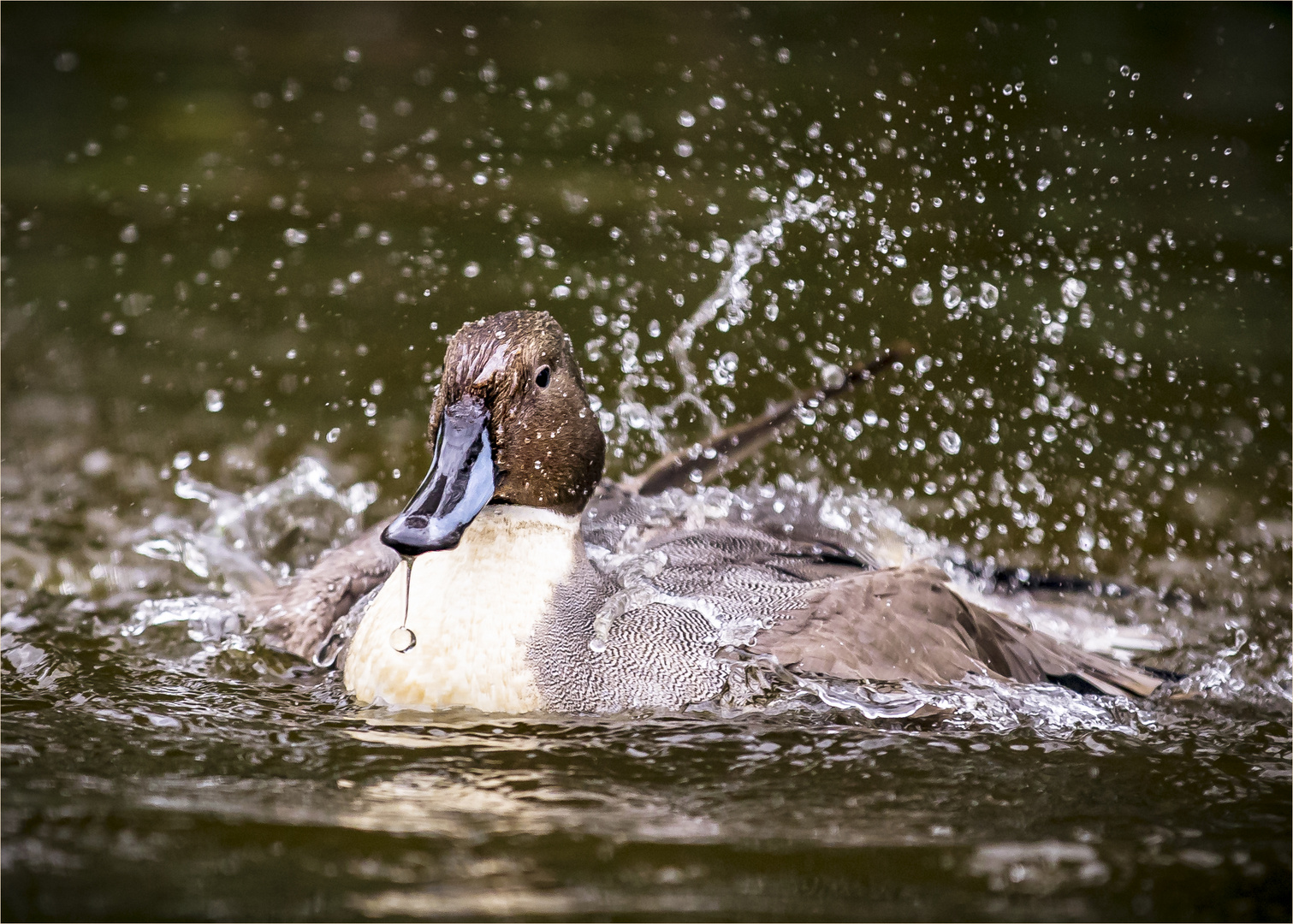 Spießente [Anas acuta] Foto & Bild natur, zoo, tiere Bilder auf