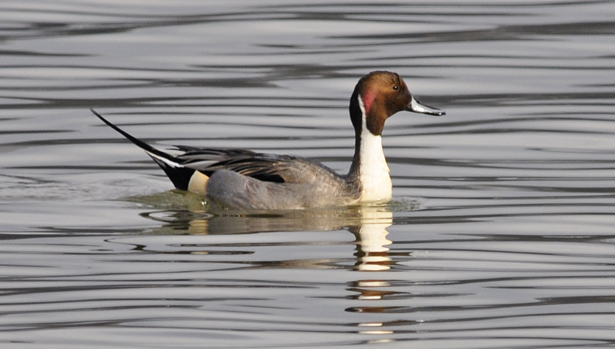 Spiessente auf dem Klingnauer Stausee