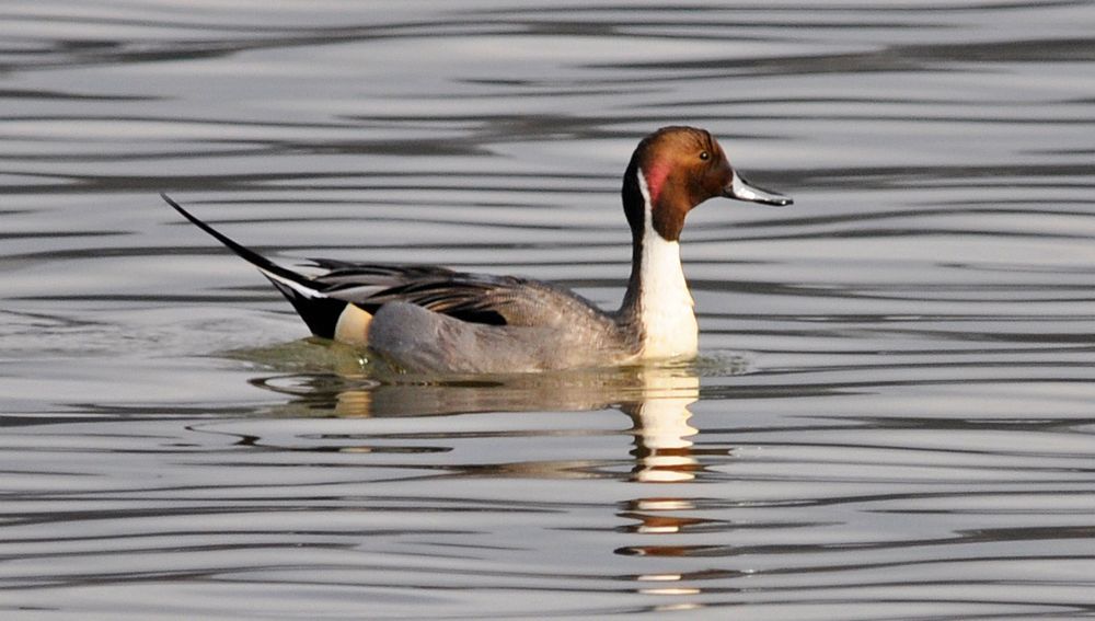 Spiessente auf dem Klingnauer Stausee