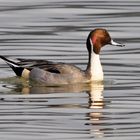 Spiessente auf dem Klingnauer Stausee