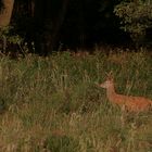 Spießer in der Abendsonne