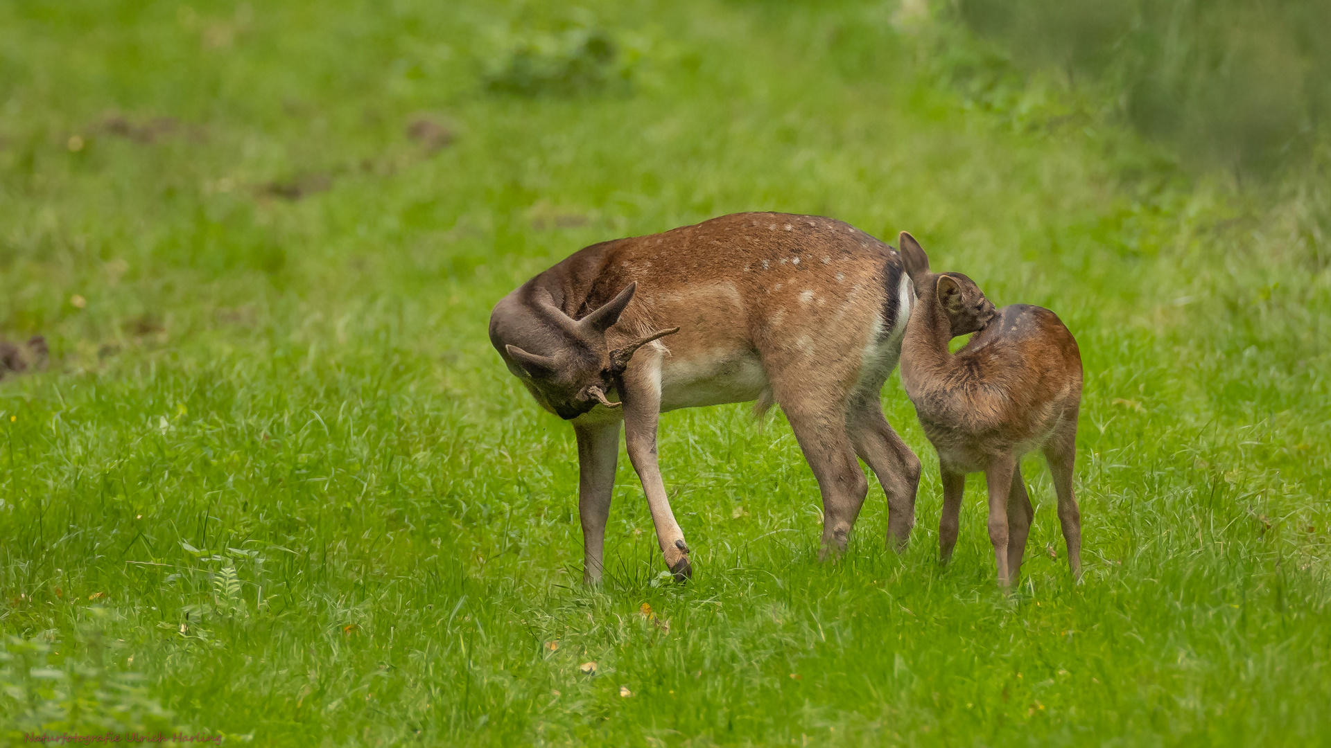 Spießer mit Kalb (1 von 1)