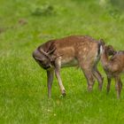 Spießer mit Kalb (1 von 1)