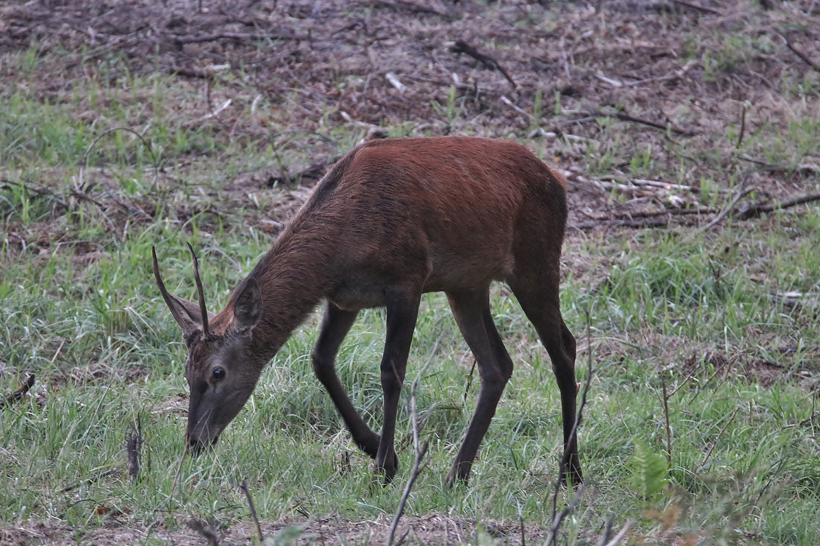 Spießerhirsch