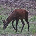 Spießerhirsch