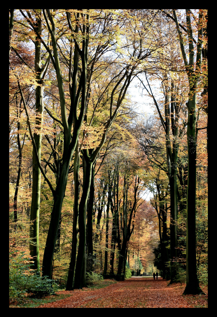 spießiges waldbild. november 09.