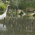 Spießrutenlaufen 