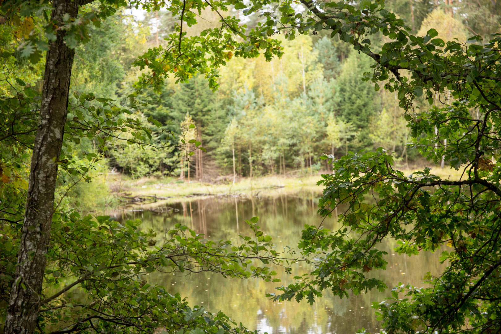 Spießweiher in Eppenbrunn