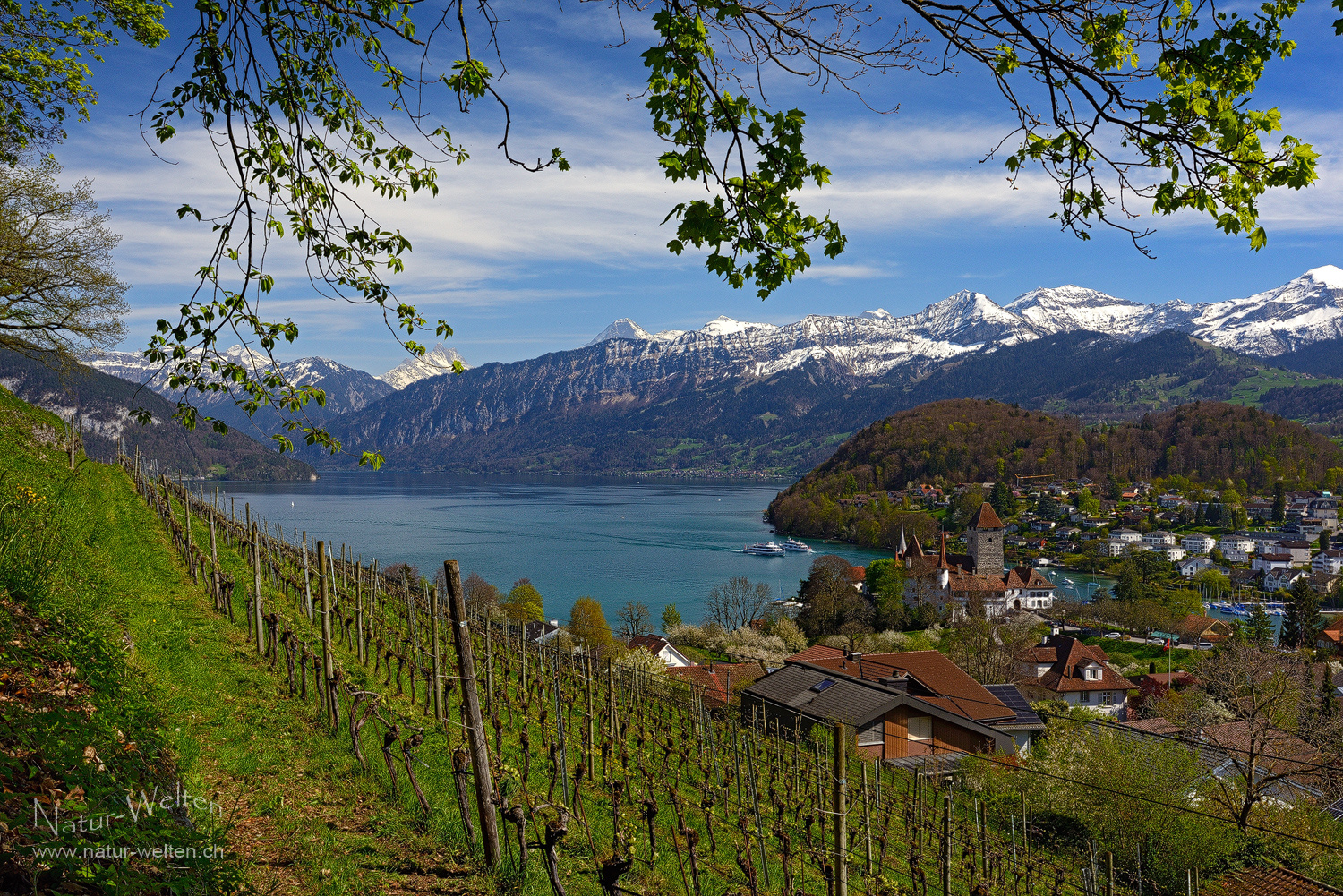 Spiez im Frühling