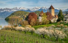 Spiezer Frühling