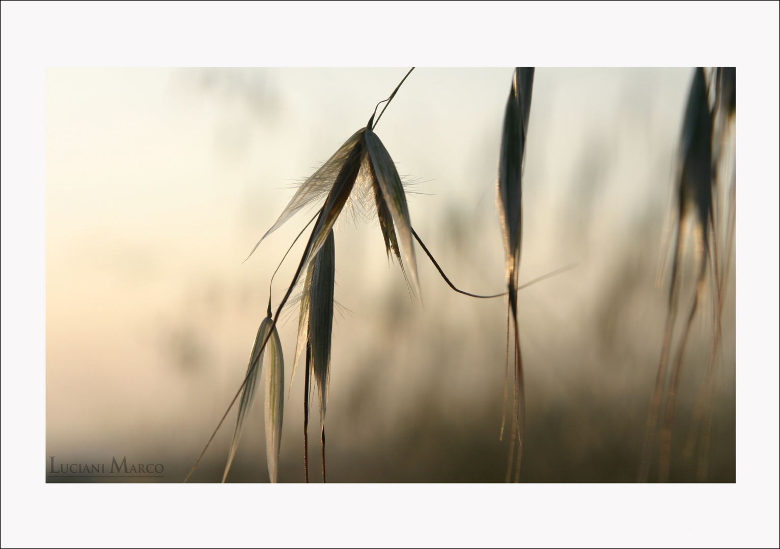 spiga di campagna