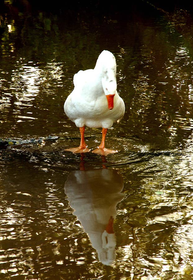 Spigel spiegel im wasser wer ist die schönste Gans im Land