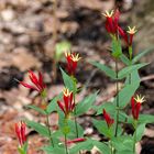 Spigelia marilandica - Wald-Rosenwurz