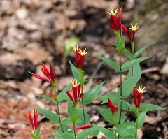 Spigelia marilandica - Wald-Rosenwurz