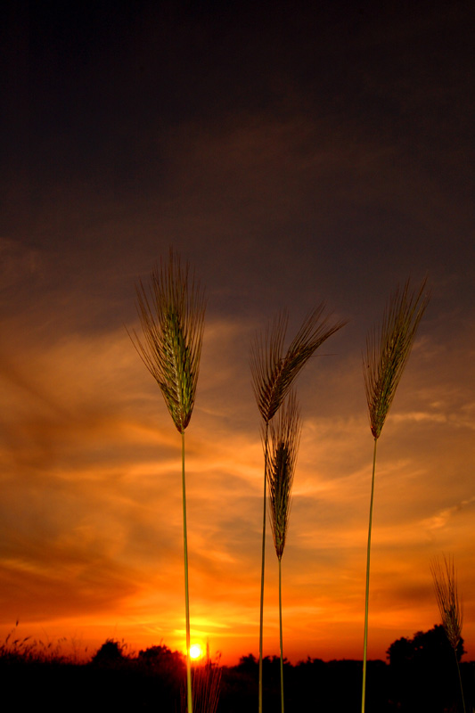 Spighe al tramonto