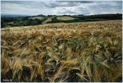 spighe, colline e nuvole