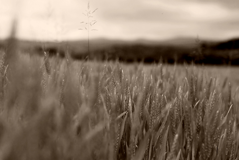 spigole di grano