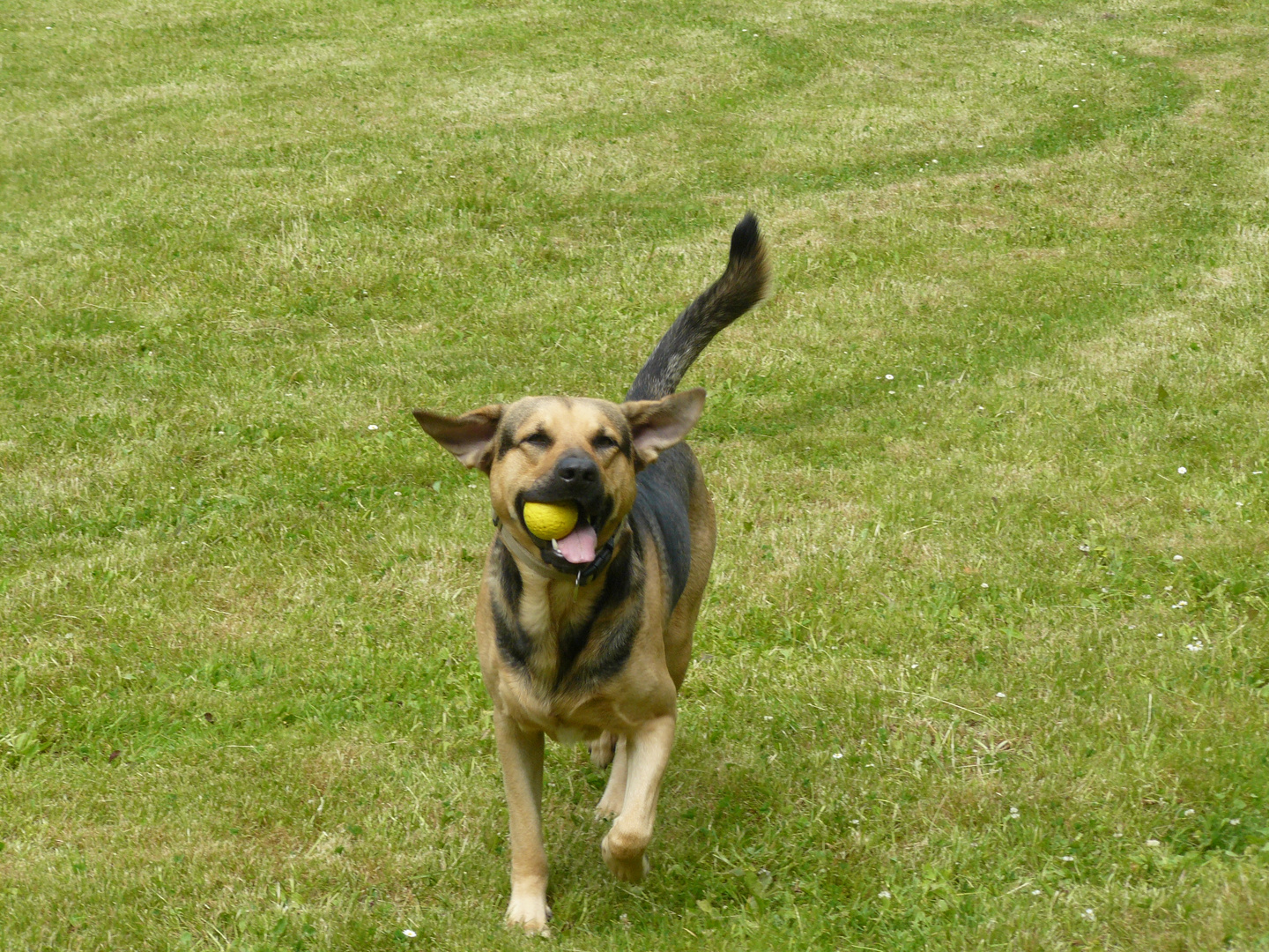 Spike mit Lieblingsspielzeug