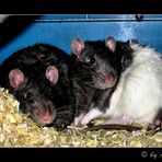 Spike und Sid die beiden wilden Rattenfüßchen ;-)