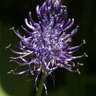 Spiked Rampion