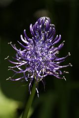 Spiked Rampion