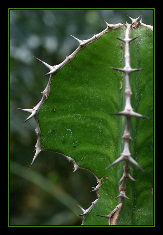 Spiky