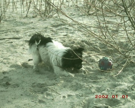 Spiky beim buddel nach dem schwimmen