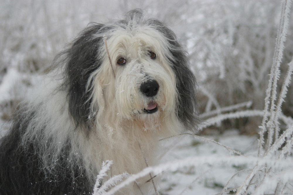 Spiky in the Snow