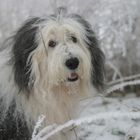 Spiky in the Snow