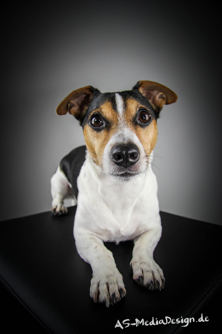 Spiky Jack Russel