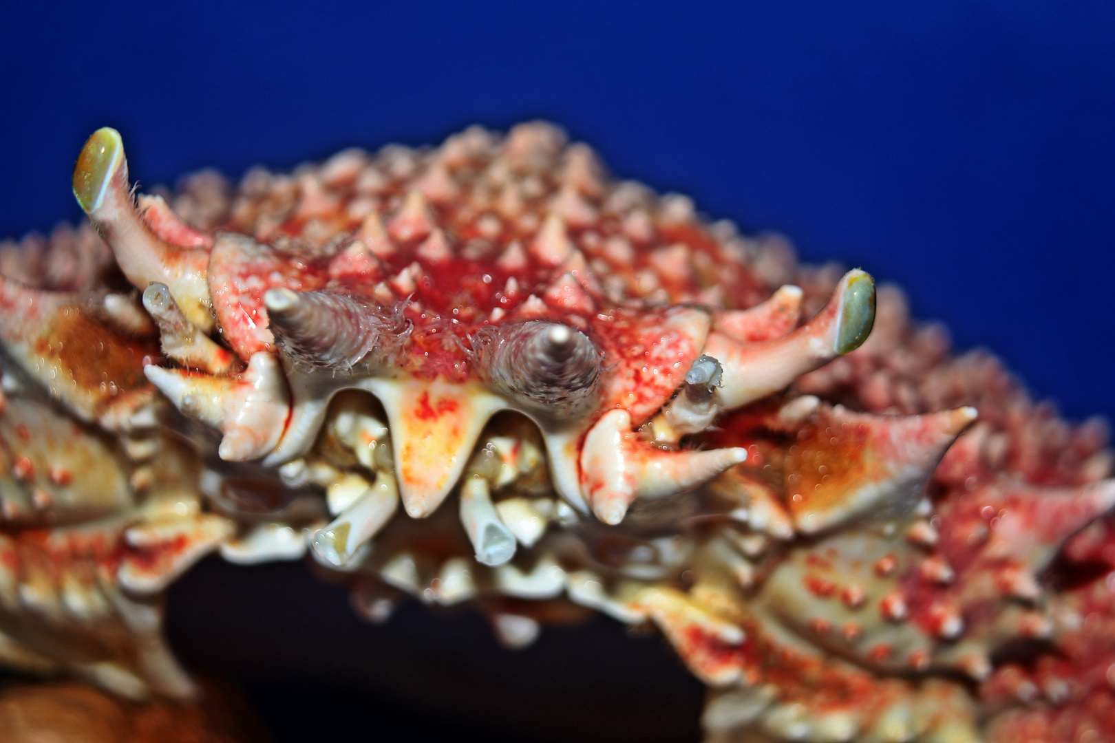 Spiky sea spider