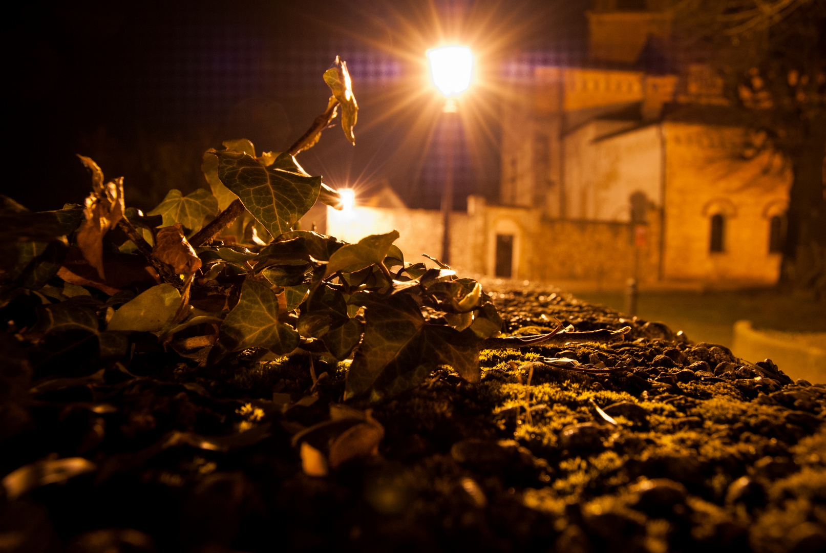 Spilimbergo Edera By Night