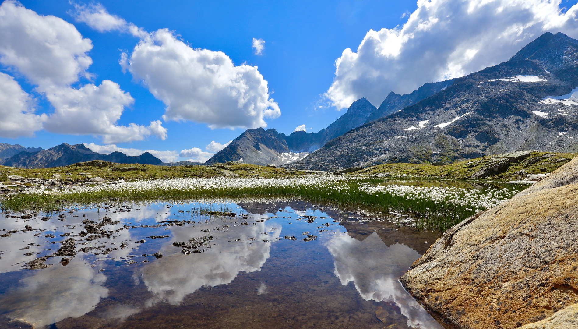 Spillaui , Etzli