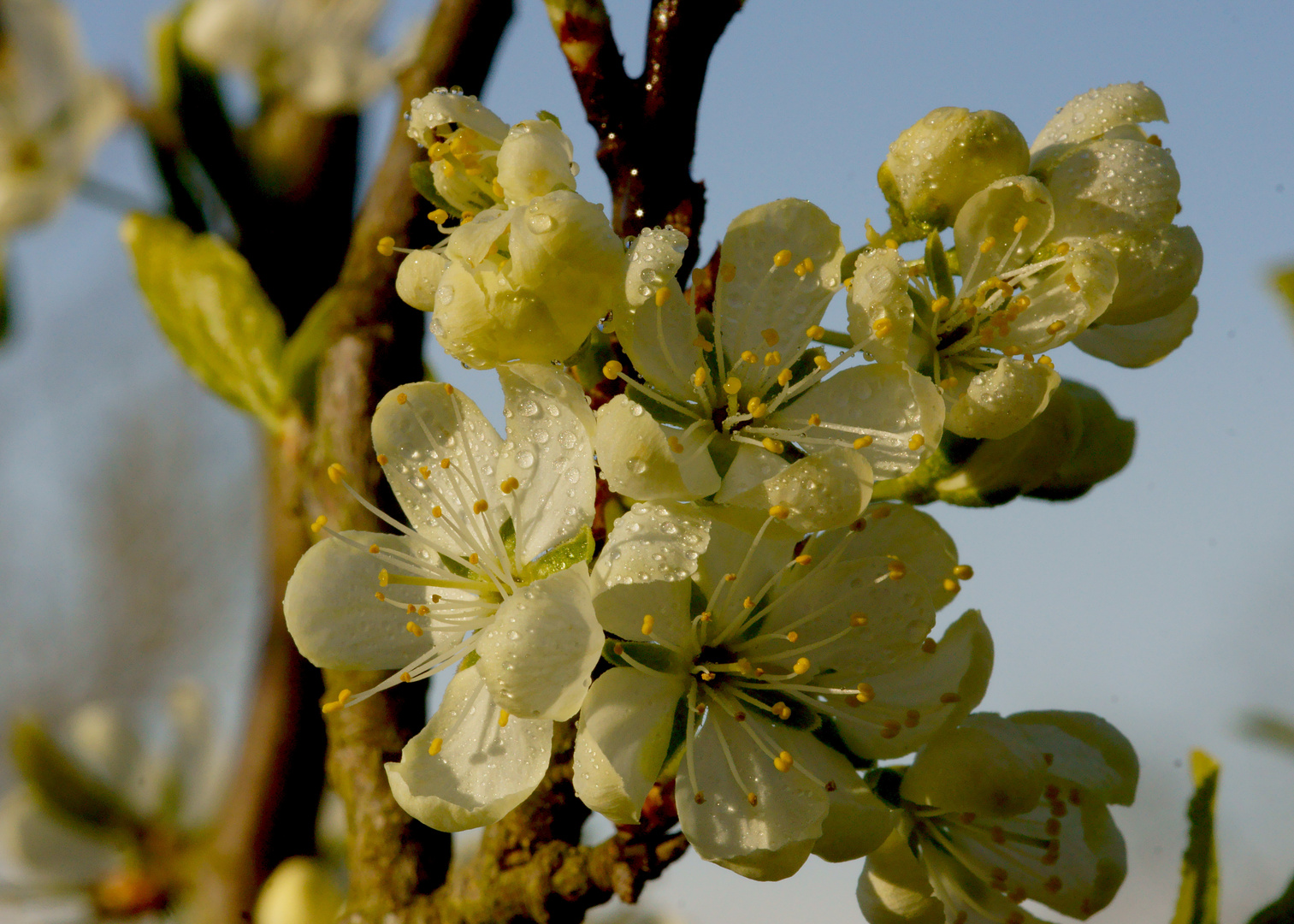 Spillingsblüten im Sonnenuntergang