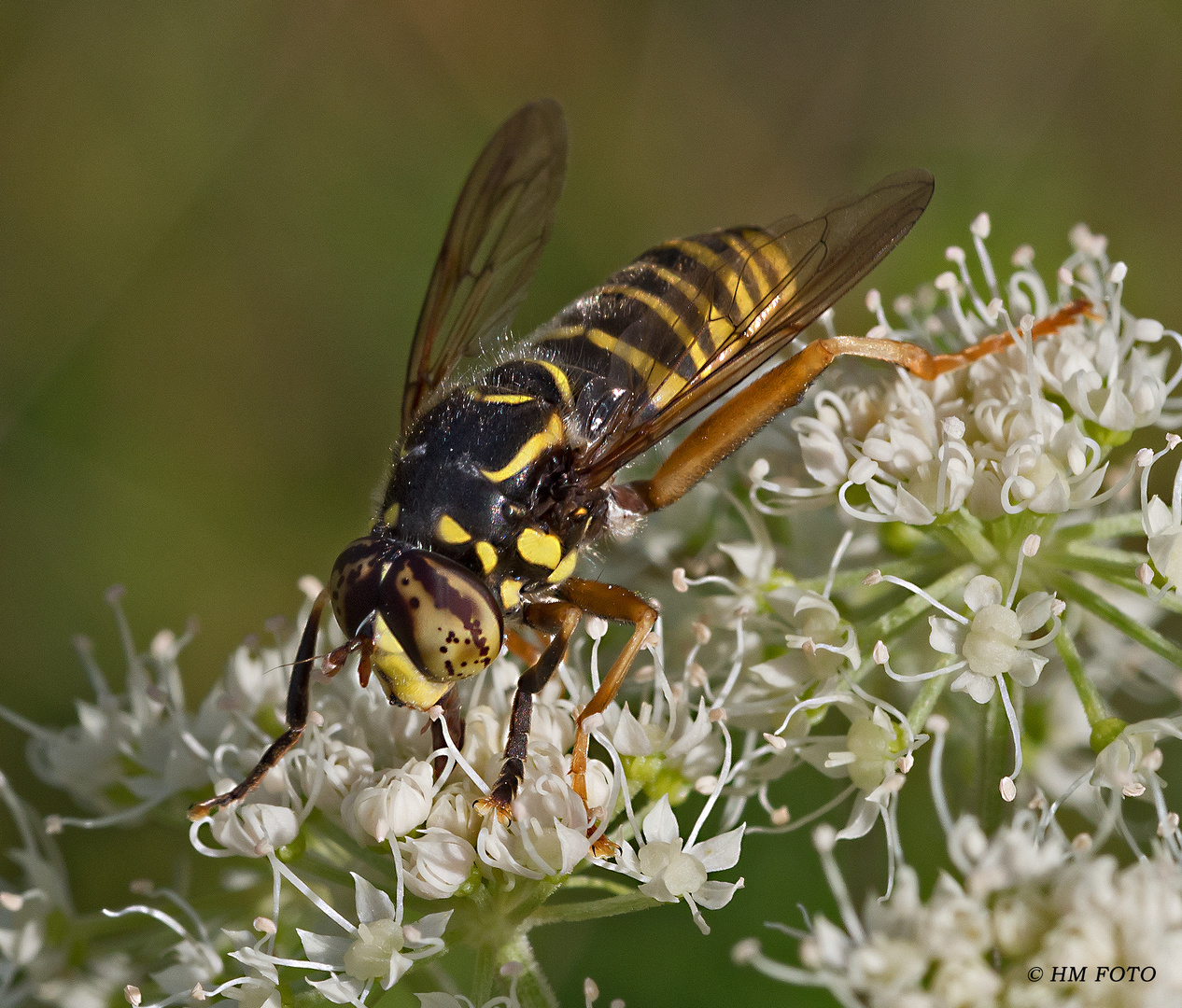 Spilomyia manicata,Schwebfliege - rote Liste