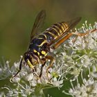 Spilomyia manicata,Schwebfliege - rote Liste