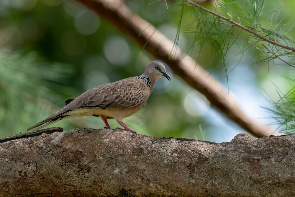 Spilopelia chinensis Foto & Bild asia, thailand, tiere Bilder auf