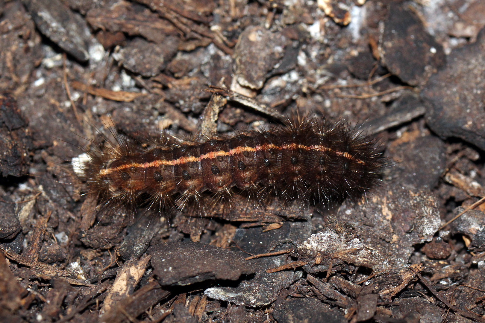 Spilosoma lubricipeda